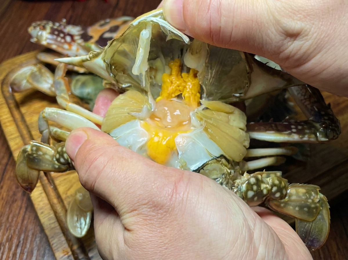Primo piano di un paio di mani che puliscono un granchio crudo rimuovendone il guscio e le branchie.
