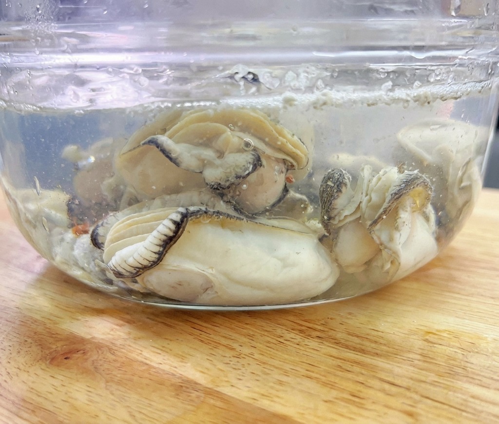 Diverse ostriche sbollentate sono immerse in una ciotola di vetro con acqua fredda pulita.