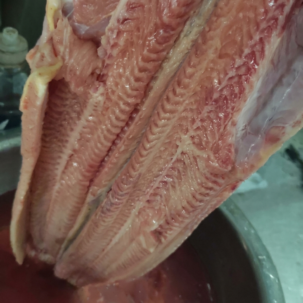 Un grosso pezzo di pesce gatto crudo estratto da una ciotola di acqua rossastra.