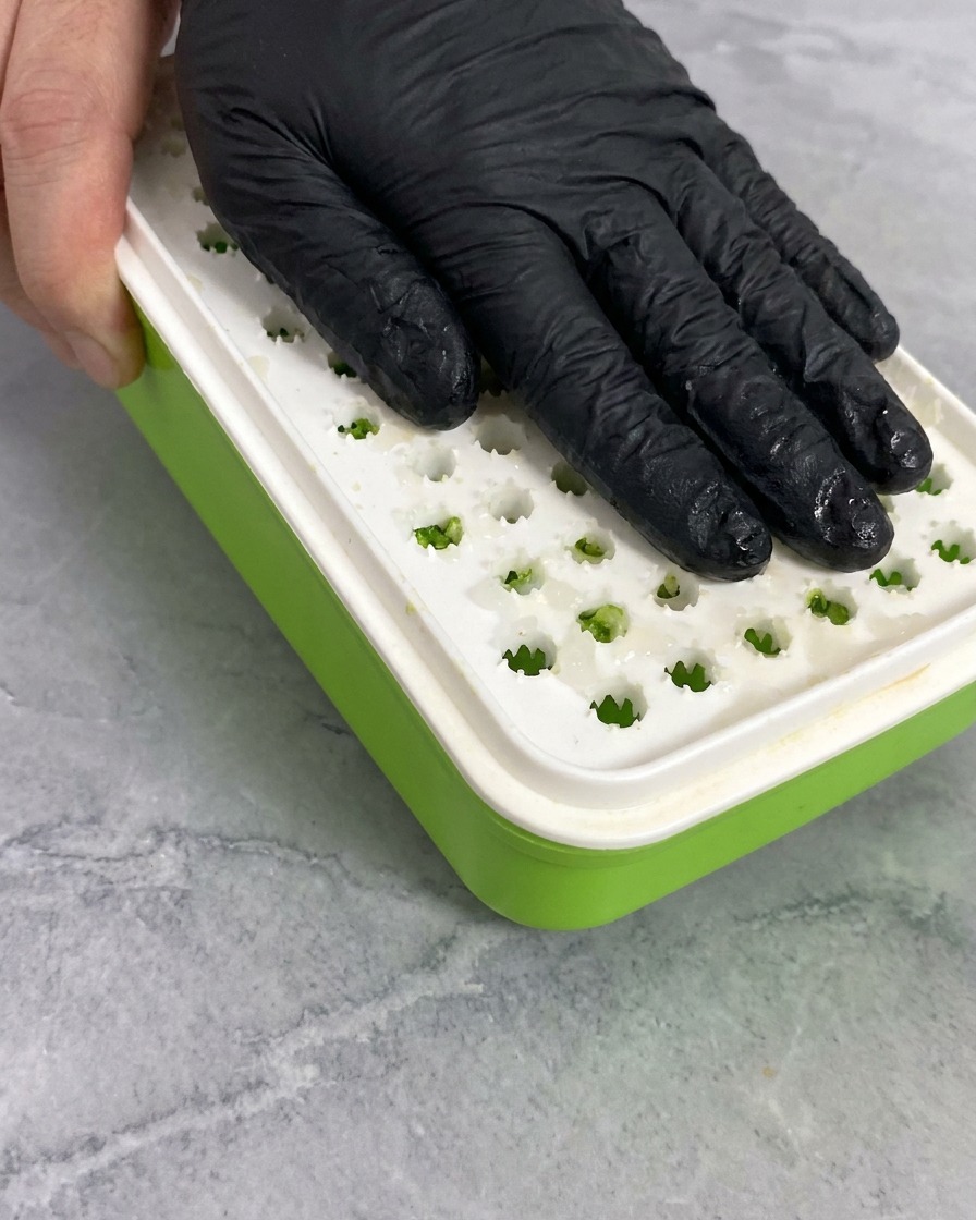 Mano che grattugia un pezzo di daikon bianco su una grattugia manuale con base verde.