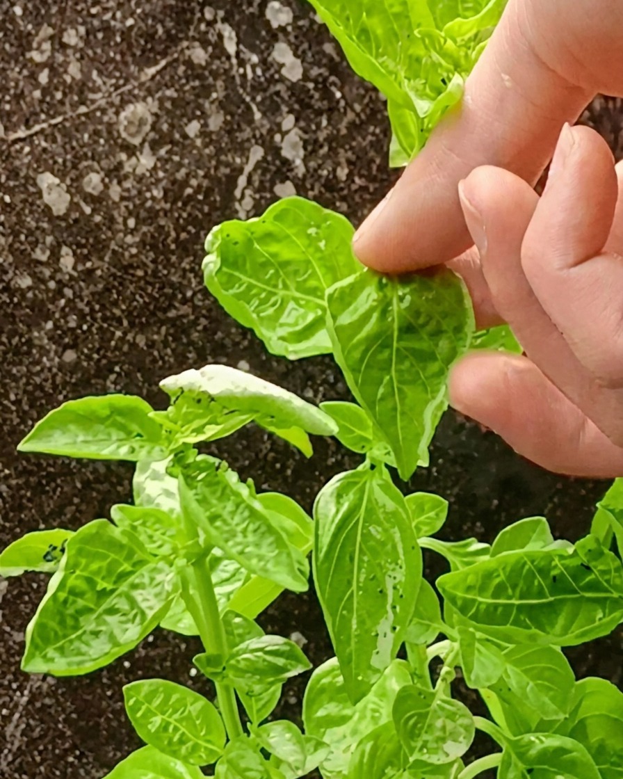 Una salsa verde brillante di basilico e avocado preparata in un frullatore.