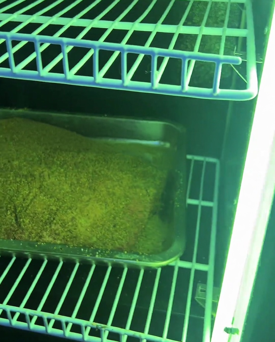Il brisket posizionato sulle griglie di un affumicatore, pronto per la cottura lenta.