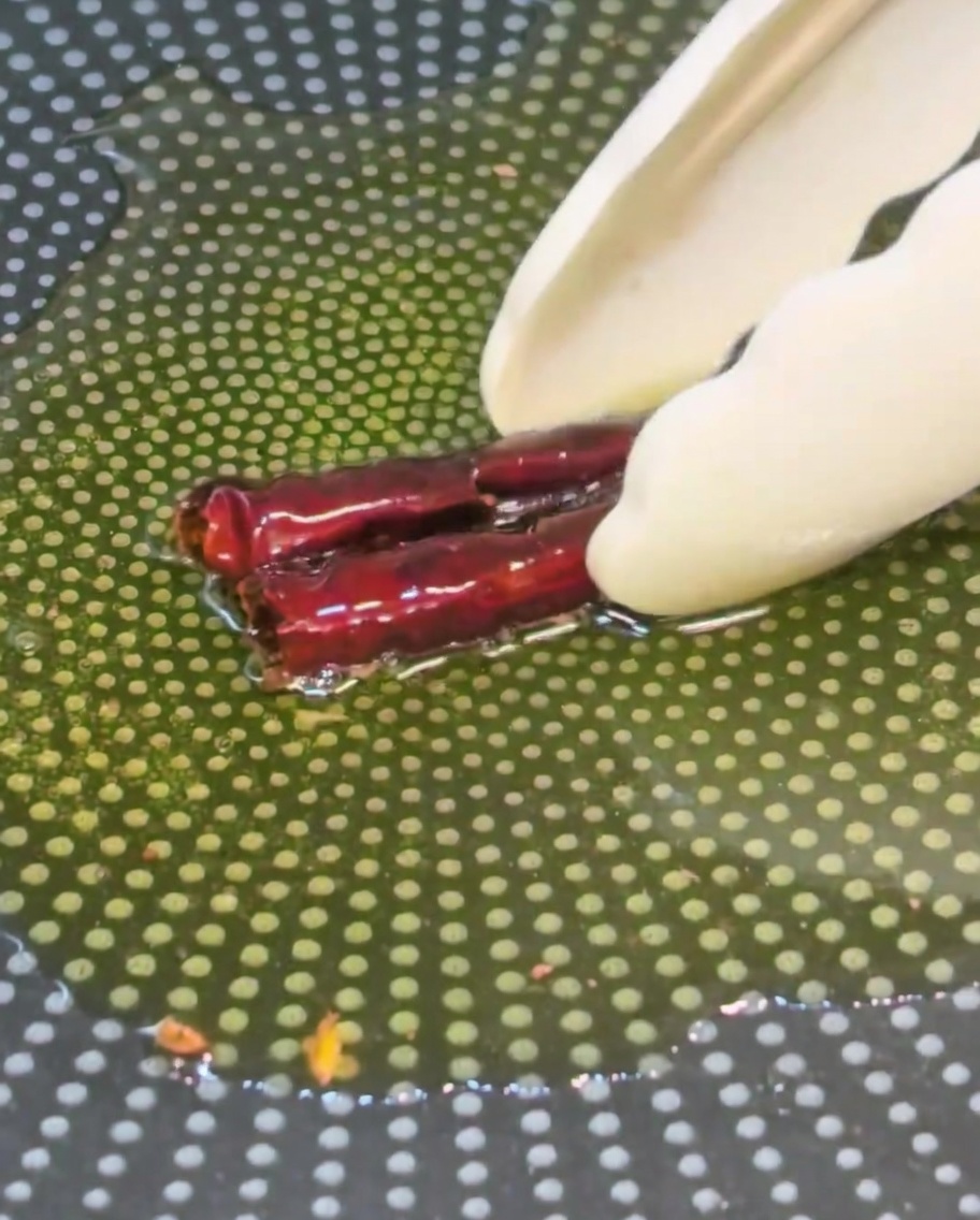 Peperoncini secchi rimossi dallolio bollente in una padella con le pinze.