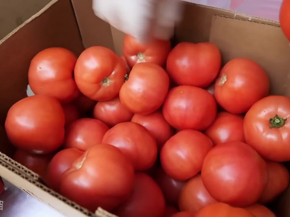 Pomodori freschi inseriti in una macchina affettatrice commerciale.