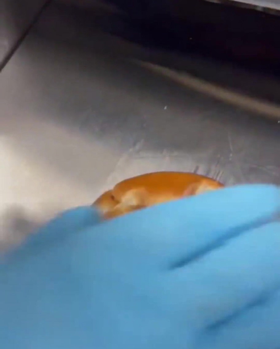 Due metà di un panino inserite negli scomparti di un tostapane commerciale.