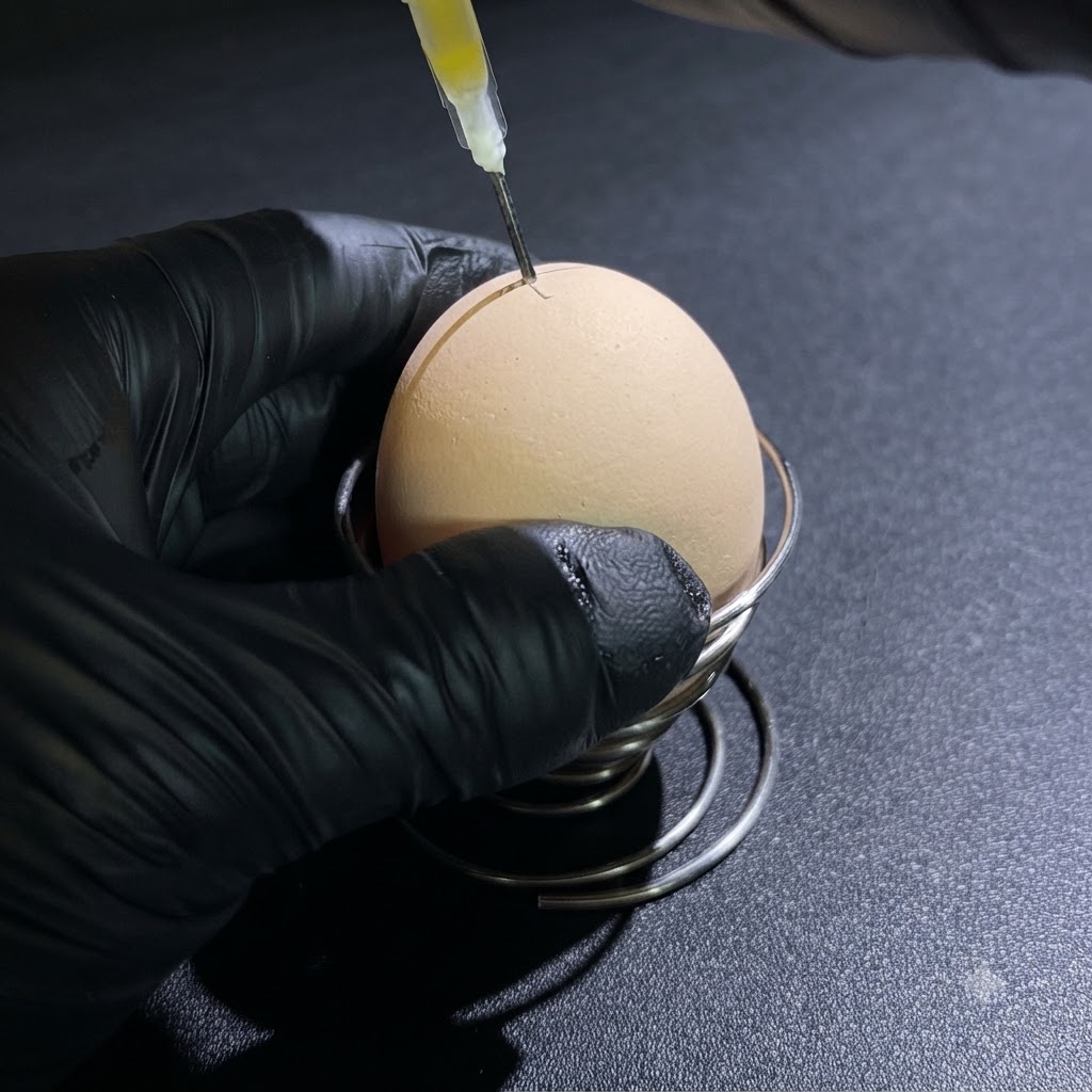 Una persona con guanti neri che usa una siringa per prelevare il liquido di un uovo crudo da un piccolo foro sulla parte superiore.